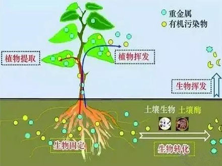 微生物修復技術